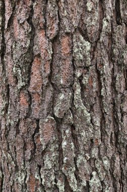 Ağaç kabuğu dokusu