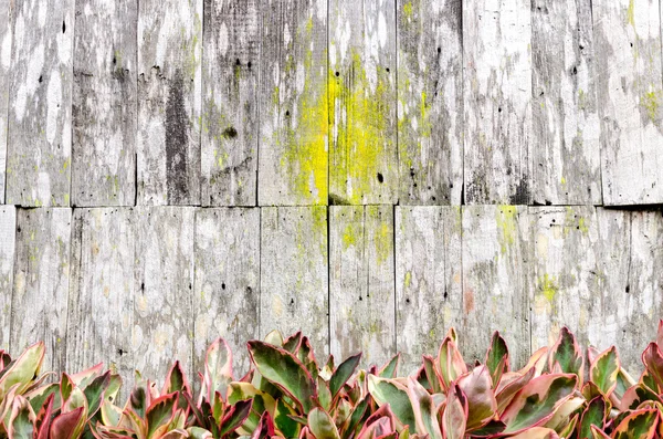 Madera madera pared textura fondo — Foto de Stock