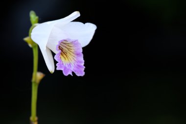 Beyaz dal orkide çiçek yeşil yaprakları, Salepgiller, Phal ile