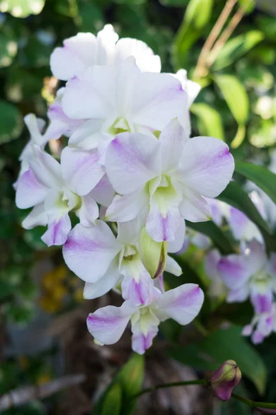 White orchid and green leaf — Stock Photo, Image