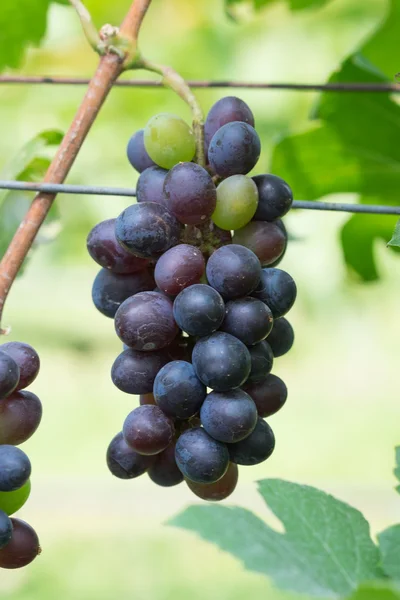 Uvas rojas púrpuras con hojas verdes en la vid. frutas frescas — Foto de Stock