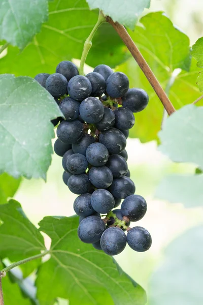 Paarse rode druiven met groene bladeren aan de wijnstok. vers fruit — Stockfoto