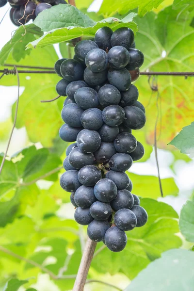 Paarse rode druiven met groene bladeren aan de wijnstok. vers fruit — Stockfoto