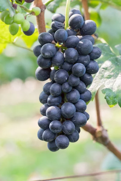 Uvas vermelhas roxas com folhas verdes na videira. frutos frescos — Fotografia de Stock