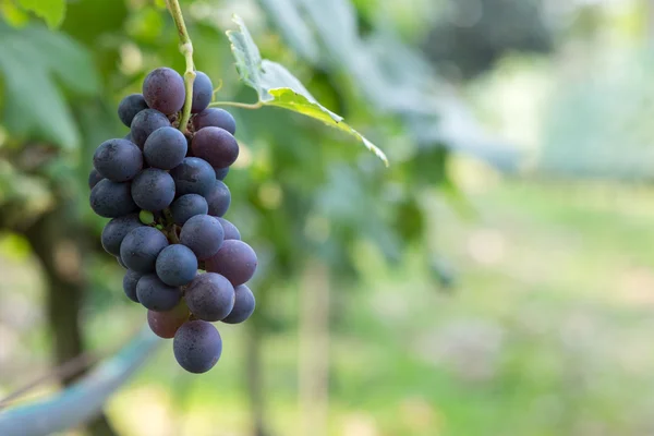 Paarse rode druiven met groene bladeren aan de wijnstok. vers fruit — Stockfoto