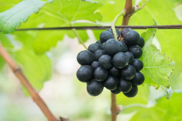 Uvas rojas púrpuras con hojas verdes en la vid. frutas frescas — Foto de Stock