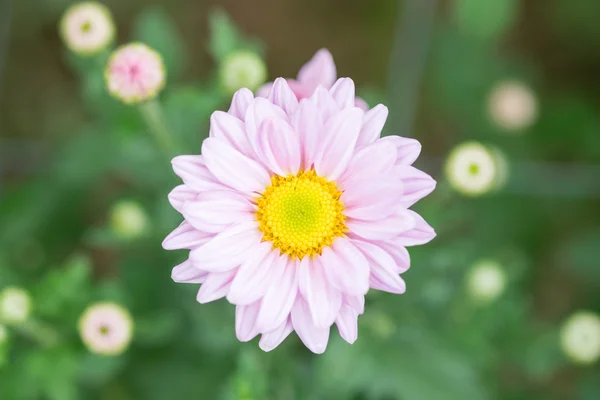 stock image chrysanthemum flower with blur background