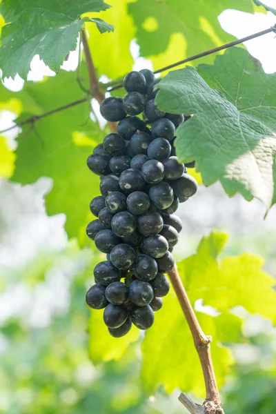 Uvas rojas púrpuras con hojas verdes en la vid. frutas frescas — Foto de Stock