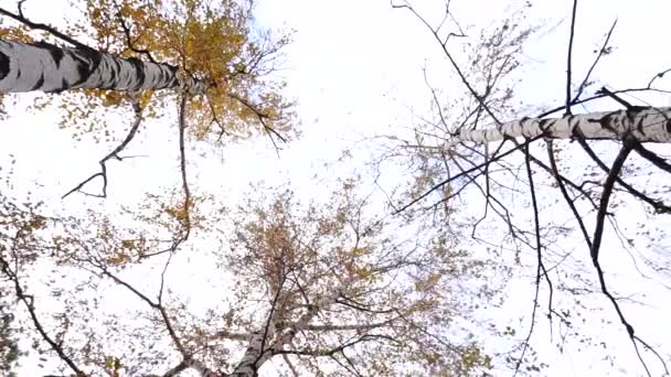 Autumn Season Sky Trees Wind Nature Beautiful Beautiful View — Stock Video