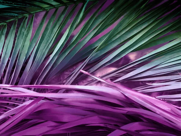 Beautiful background with palm leaves painted in pink, purple, green. Tropical concept with copy space. Flat lay.