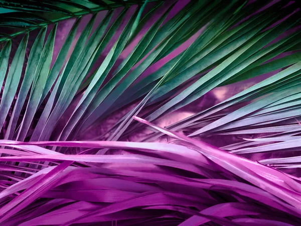 Beautiful background with palm leaves painted in pink, purple, green. Tropical concept with copy space. Flat lay.