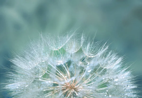 Diente León Con Gotas Lluvia Brillantes Sobre Fondo Azul Turquesa —  Fotos de Stock