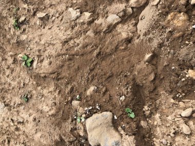 Kahverengi, taşlı toprağın dokusu ve arkaplanı genç bitki filizleriyle dolu..