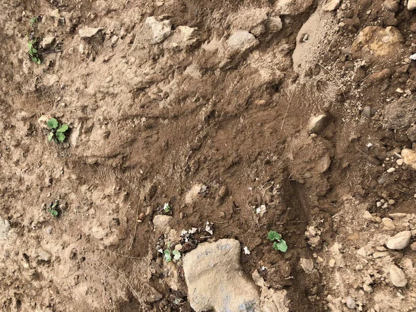 Kahverengi, taşlı toprağın dokusu ve arkaplanı genç bitki filizleriyle dolu..