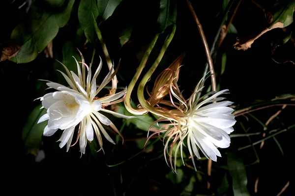 Gecenin kraliçesinin (Epiphyllum oxypetalum) iki beyaz çiçeğinin ön görüntüsü. Kaktüs bitkisi, büyüleyici, büyüleyici kokulu büyük beyaz çiçekler, kopyalama alanı..