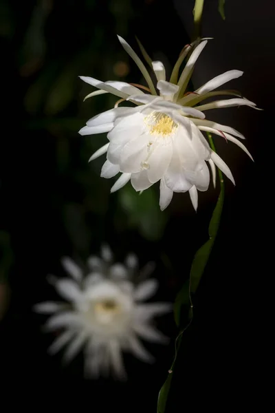 Gecenin kraliçesinin iki beyaz çiçeğinin ön görüntüsü (Epiphyllum oxypetalum) Kaktüs bitkisi, büyüleyici, büyüleyici kokulu büyük beyaz çiçekler, koyu arkaplan, kopyalama alanı.