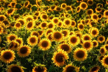 Büyük bir ayçiçeği tarlasında, güneş ışığında bir sürü parlak sarı ayçiçeği.