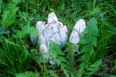 Çimlerde kabarık mürekkep başlıklı mantar grubu Coprinus, Shaggy Mane, Shaggy Inkcap, Lawyers Wig, Coprin chevelu, Schopftintling, Agarico chiomato, Geschubde inktzwam, Gyapjas tintagomba