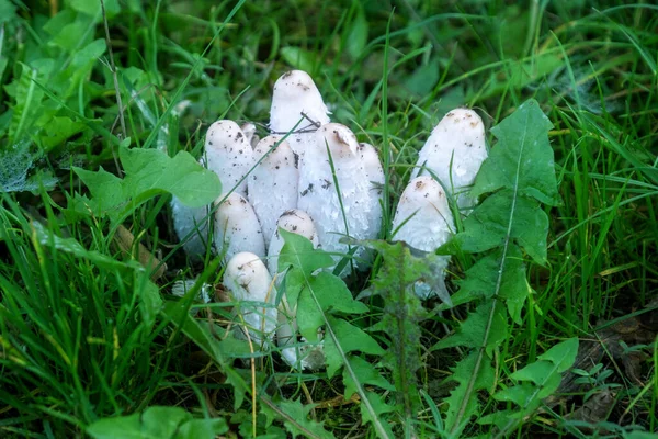 Group of shaggy ink cap mushrooms in the grass Coprinus comatus, Shaggy Mane, Shaggy Inkcap, Lawyers Wig, Coprin chevelu, Schopftintling, Agarico chiomato, Geschubde inktzwam, Gyapjas tintagomba