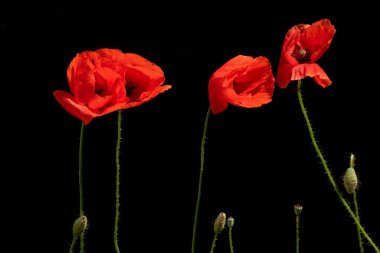 Dört kırmızı çiçek ve tomurcuklar sıralanmış, siyah üzerine izole edilmiş, kopyalama alanı