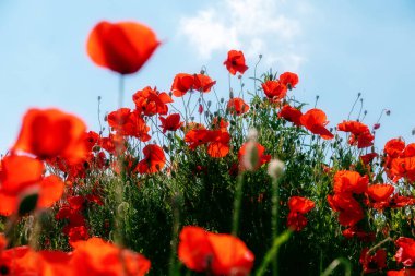 red poppy flowers in foreground and background on a sloping hill under a blue summer sky