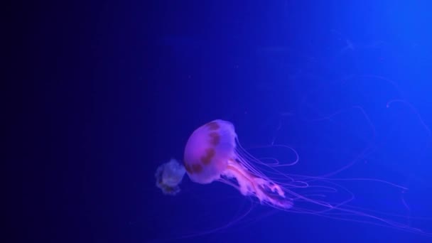 Neon lila maneter belyst med färg ljus undervattens på blå bakgrund. Maneter i saltvattensakvarium. Flerfärgade neonmaneter simmar. VJ-konceptet. — Stockvideo
