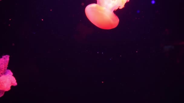Fioletowa meduza neonowa oświetlona kolorem światła pod wodą. Galaretka rybna w akwarium morskim. Wielokolorowe neonowe meduzy. Koncepcja VJ. — Wideo stockowe