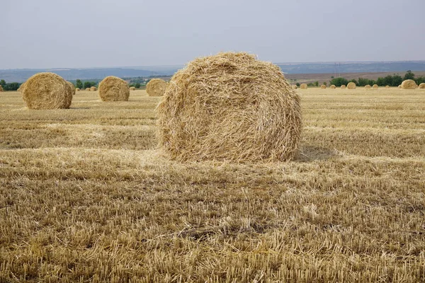 Samanlık hasadı tarlada kurumuş saman yığınları, yaz tarım arazileri. Saman yığını manzarası. Kırsal sarı alan. Gün batımında saman yığınlarının kırsal manzarası. Çiftlik ve çayır kavramı