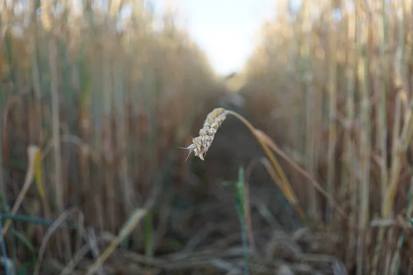 Bir buğday tanesi. Tarlada buğday filizi var. Buğday dikenleri deseni. Buğday dikenlerinin arka planı. Olgun buğdayın altın dikenleri. Hasat konsepti