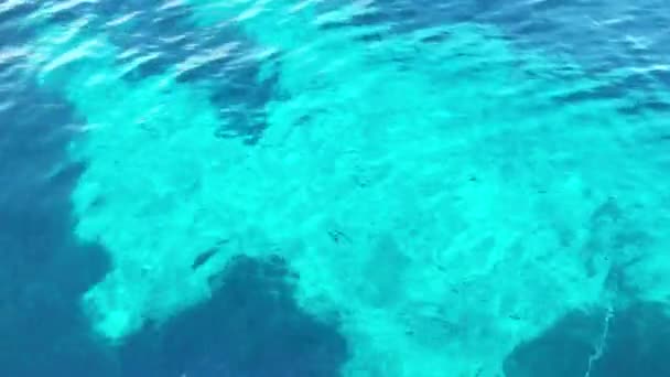 Seabed with algae, fishes and corals. Clean water with light reflections. Under water surface and sandy seabed — Wideo stockowe