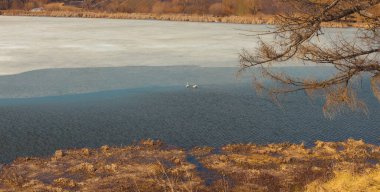 Bir çift kuğu buzla kaplı bir gölün ortasında yüzer. Sahilde kuru çimenler ve ağaçlar. Baharın başında. Peyzaj