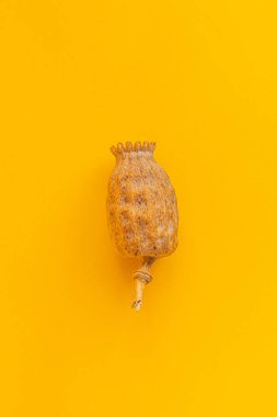 Sarı arka planda haşhaş kafası