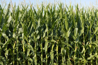 Üzerinde mısır ve mavi gökyüzü olan duvar.