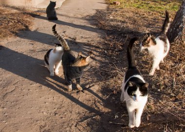 Bahar oyunları kedileri. Evlerimizde en sevdiğimiz hayvanlar.