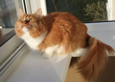 Bahar oyunları kedileri. Evlerimizde en sevdiğimiz hayvanlar.