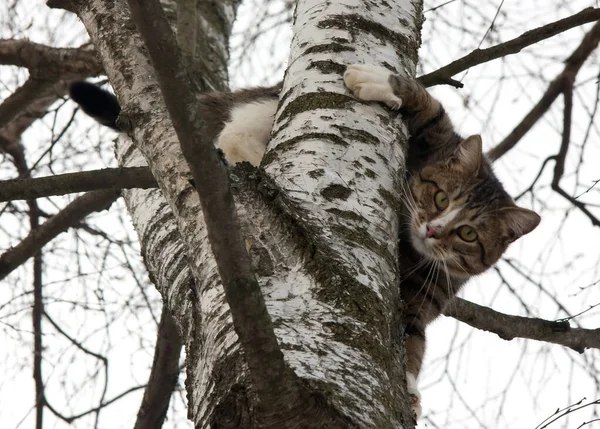 Kočka Vylezla Strom — Stock fotografie