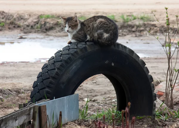 Jogos Primavera Pet Cats Animais Estimação Favoritos Nossas Casas — Fotografia de Stock