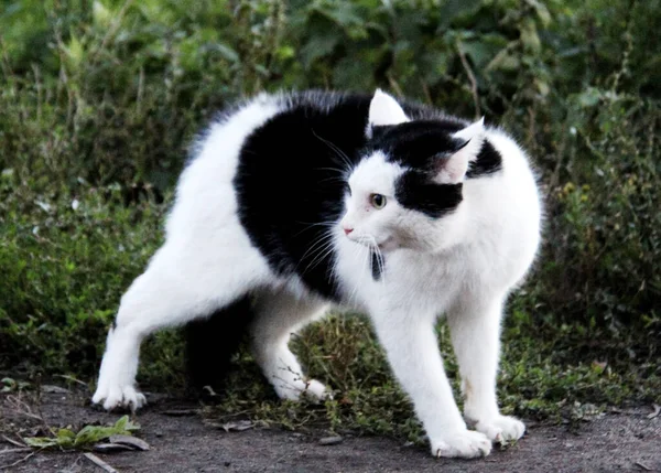 Giochi Primavera Animali Domestici Gatti Animali Domestici Preferiti Nelle Nostre — Foto Stock