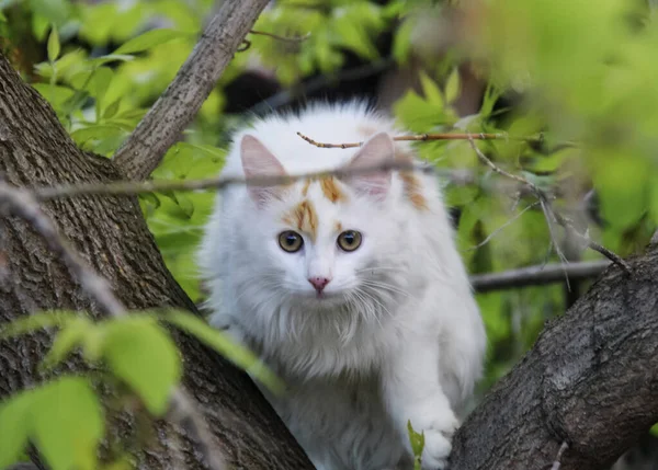 Bahar oyunları kedileri. Evlerimizde en sevdiğimiz hayvanlar.