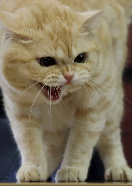 Γάτα Κάνει Μιάου Στόμα Του Ορθάνοιχτο — Φωτογραφία Αρχείου