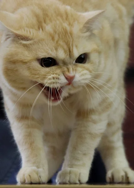 Gato Faz Miau Sua Boca Bem Aberta — Fotografia de Stock