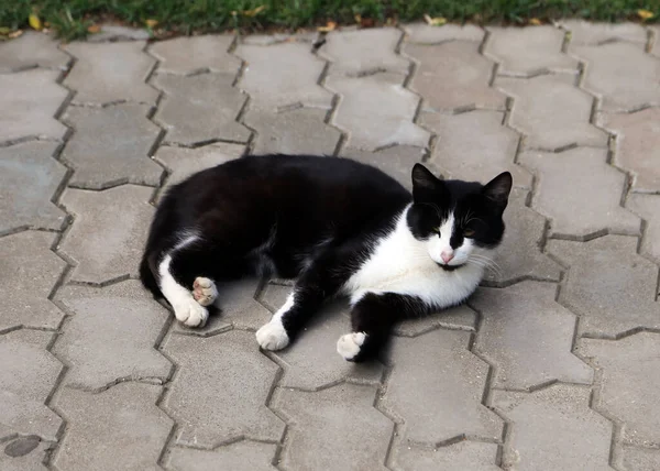 Bahar Oyunları Kedileri Evlerimizde Sevdiğimiz Hayvanlar — Stok fotoğraf