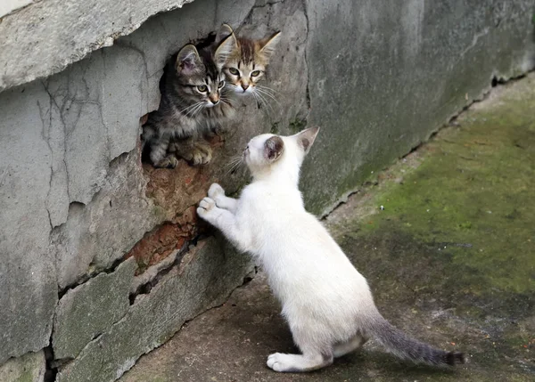 Jogos Primavera Pet Cats Animais Estimação Favoritos Nossas Casas — Fotografia de Stock