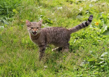Tekir yetişkin kedi, evcil hayvan. Evlerimizde en sevdiğimiz hayvanlar.