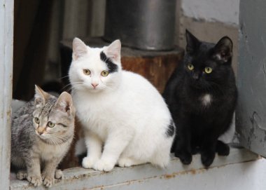 Bahar oyunları kedileri. Evlerimizde en sevdiğimiz hayvanlar.