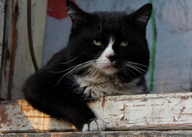 Pencere camındaki kedi.