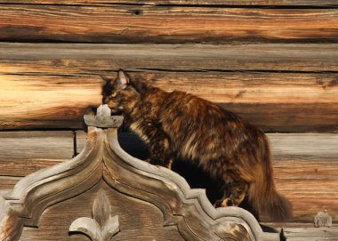 Bahar oyunları kedileri. Evlerimizde en sevdiğimiz hayvanlar.