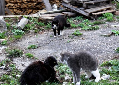 Bahar oyunları kedileri. Evlerimizde en sevdiğimiz hayvanlar.