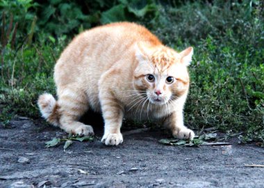 Bahar oyunları kedileri. Evlerimizde en sevdiğimiz hayvanlar.