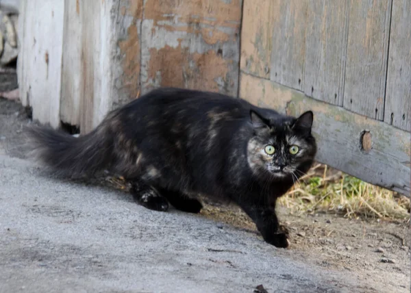 Giochi Primavera Animali Domestici Gatti Animali Domestici Preferiti Nelle Nostre — Foto Stock